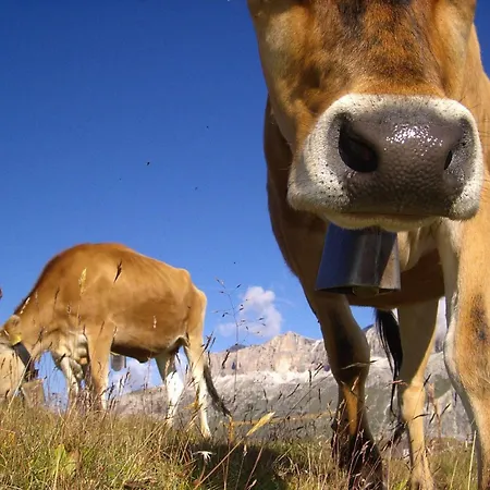 Ξενοδοχείο Dolomites Base Camp Olympia 3*