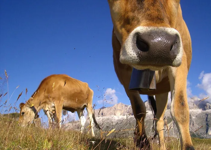 Ξενοδοχείο Dolomites Base Camp Olympia 3*